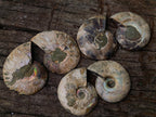 Polished Cleoniceras Opalized Ammonite Fossil Pairs x 12 From Tulear, Madagascar - Toprock Gemstones and Minerals 