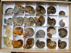 Polished Cleoniceras Opalized Ammonite Fossil Pairs x 12 From Tulear, Madagascar - Toprock Gemstones and Minerals 