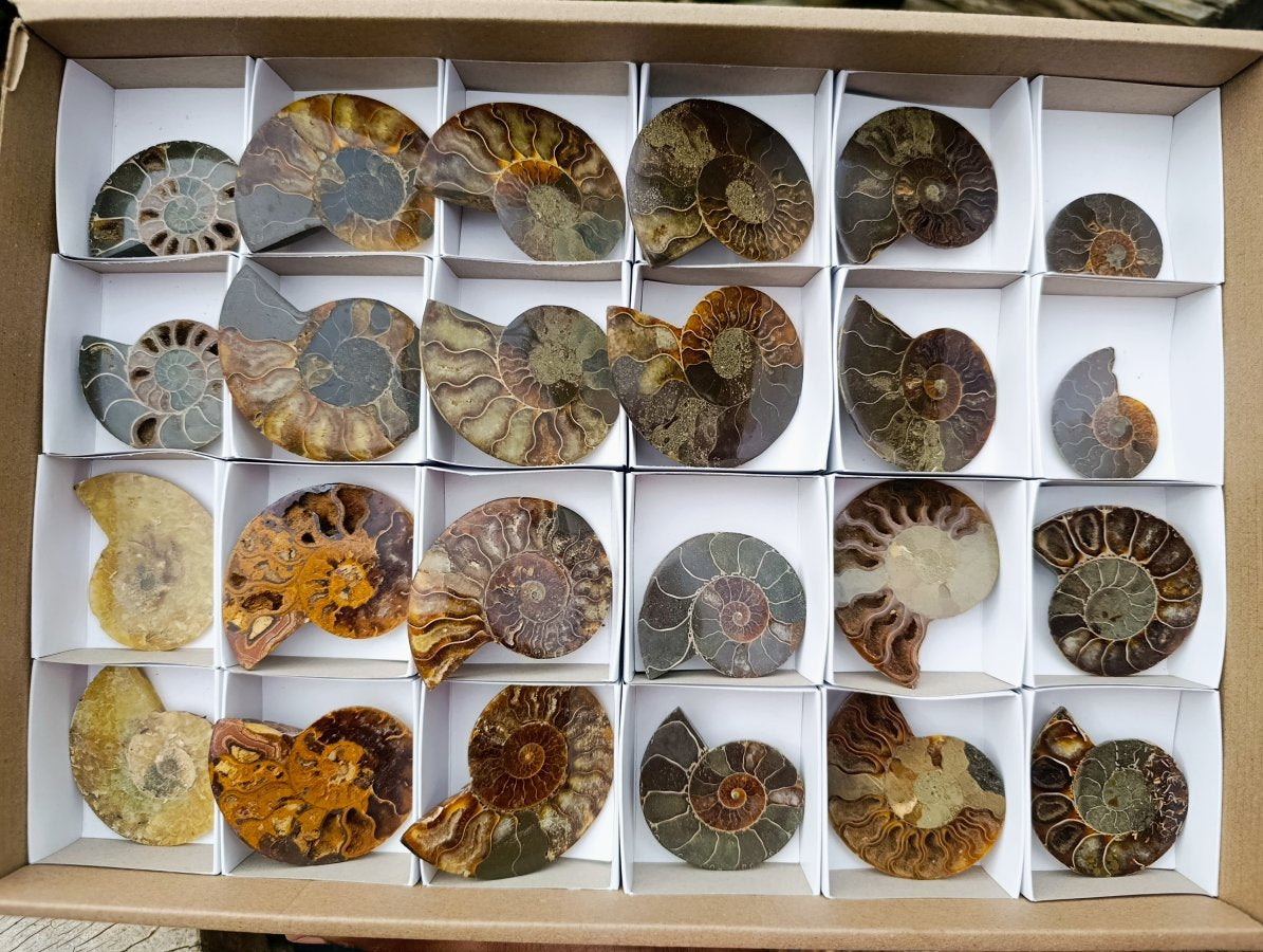 Polished Cleoniceras Opalized Ammonite Fossil Pairs x 12 From Tulear, Madagascar - Toprock Gemstones and Minerals 