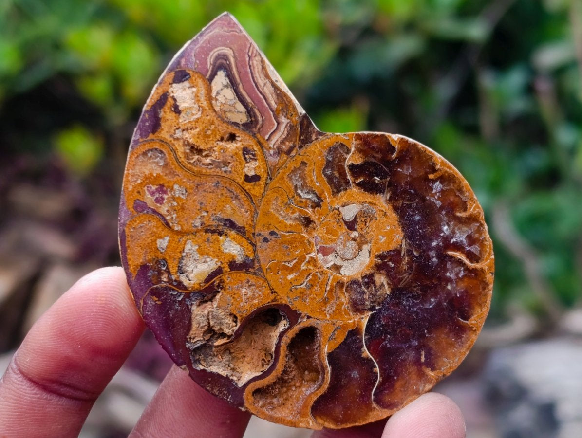 Polished Cleoniceras Opalized Ammonite Fossil Pairs x 12 From Tulear, Madagascar - Toprock Gemstones and Minerals 