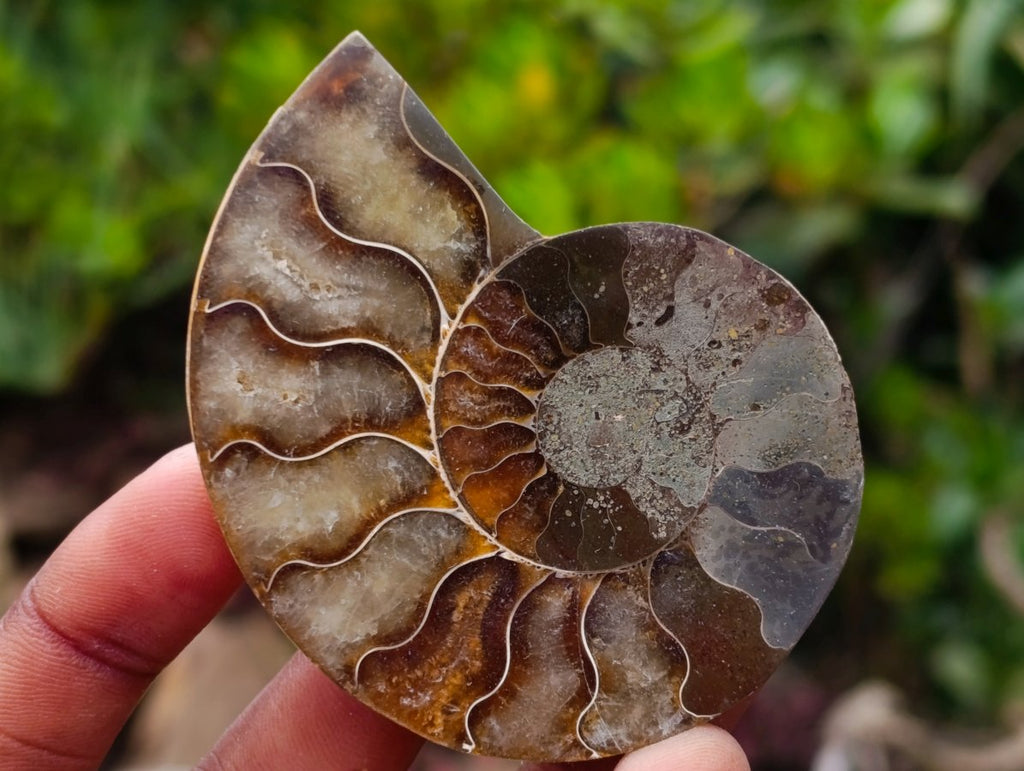 Polished Cleoniceras Opalized Ammonite Fossil Pairs x 12 From Tulear, Madagascar - Toprock Gemstones and Minerals 