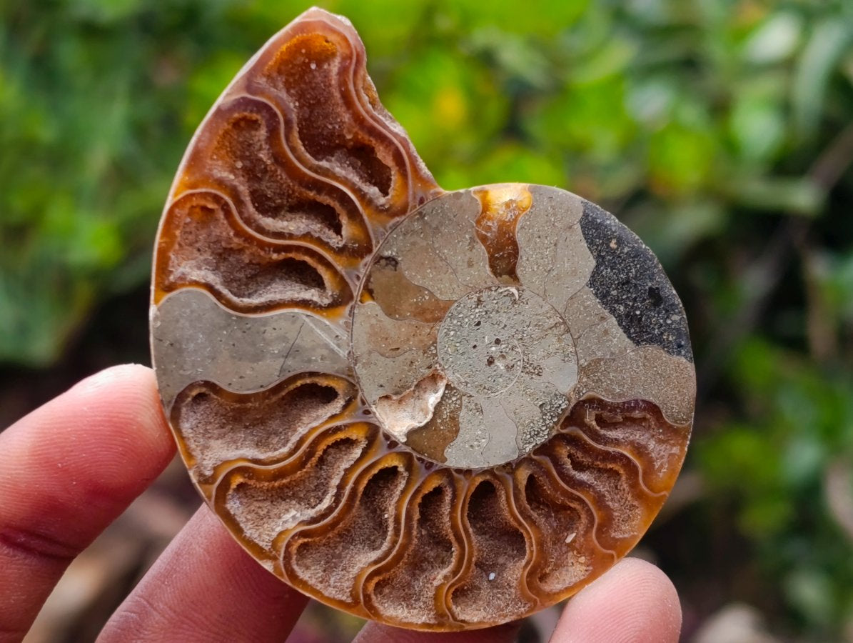 Polished Cleoniceras Opalized Ammonite Fossil Pairs x 12 From Tulear, Madagascar - Toprock Gemstones and Minerals 
