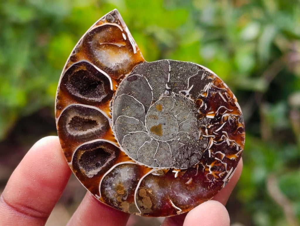 Polished Cleoniceras Opalized Ammonite Fossil Pairs x 12 From Tulear, Madagascar - Toprock Gemstones and Minerals 