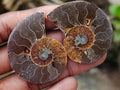 Polished Cleoniceras Opalized Ammonite Fossil Pairs x 12 From Tulear, Madagascar - Toprock Gemstones and Minerals 
