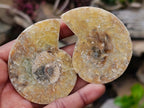 Polished Cleoniceras Opalized Ammonite Fossil Pairs x 12 From Tulear, Madagascar - Toprock Gemstones and Minerals 