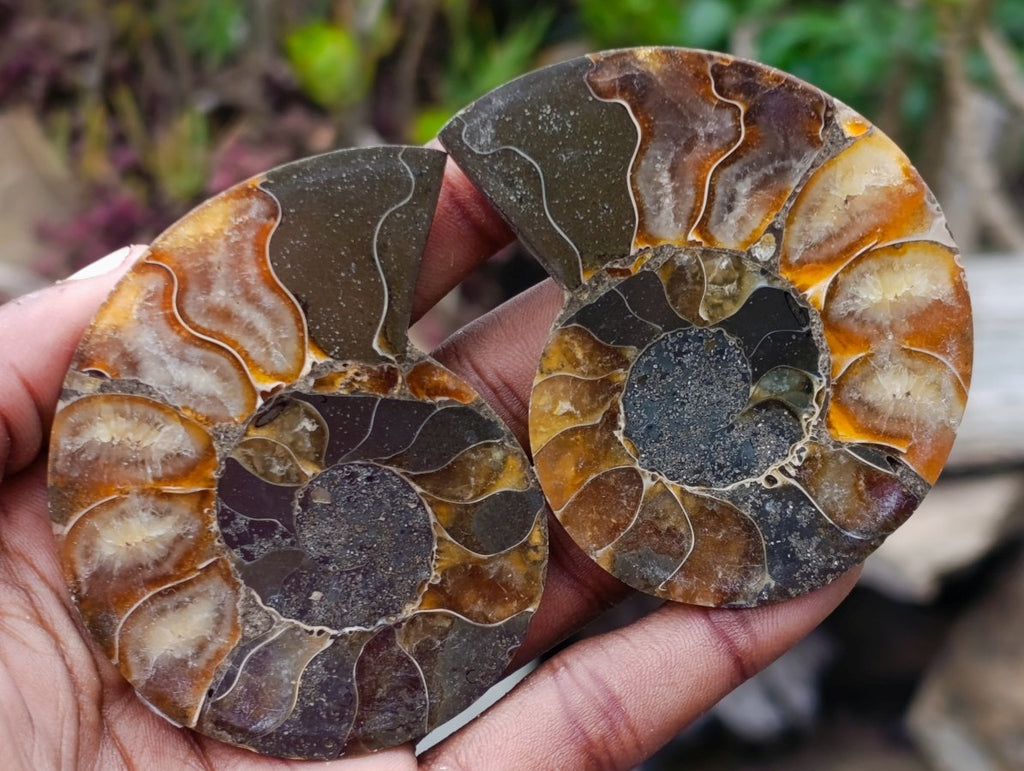 Polished Cleoniceras Opalized Ammonite Fossil Pairs x 12 From Tulear, Madagascar - Toprock Gemstones and Minerals 
