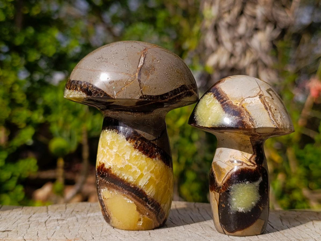 Polished Large Septerye Mushrooms x 6 From Mahajanga, Madagascar - Toprock Gemstones and Minerals 