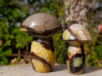 Polished Large Septerye Mushrooms x 6 From Mahajanga, Madagascar - Toprock Gemstones and Minerals 