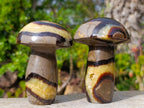 Polished Large Septerye Mushrooms x 6 From Mahajanga, Madagascar - Toprock Gemstones and Minerals 
