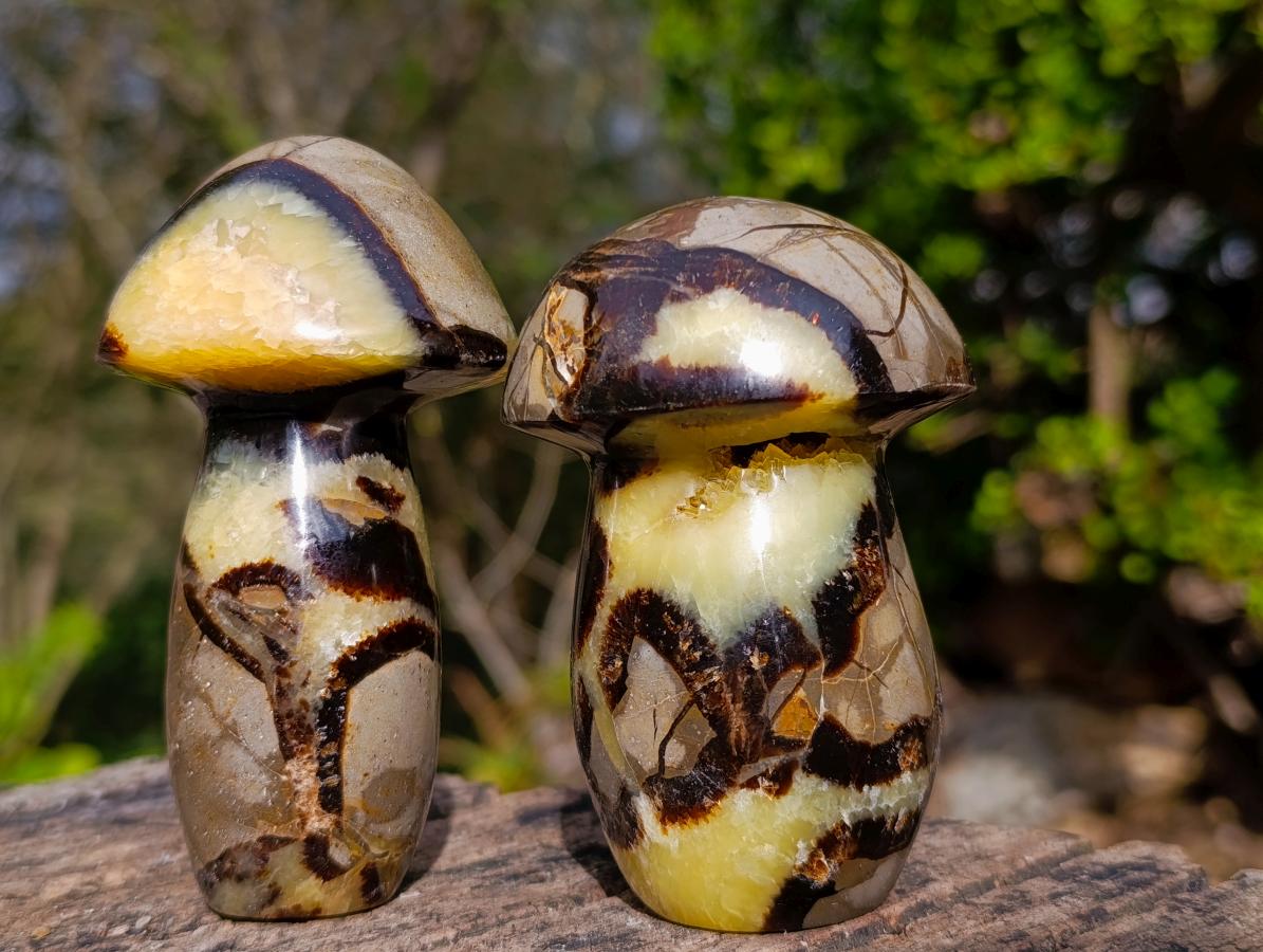 Polished Large Septerye Mushrooms x 6 From Mahajanga, Madagascar - Toprock Gemstones and Minerals 