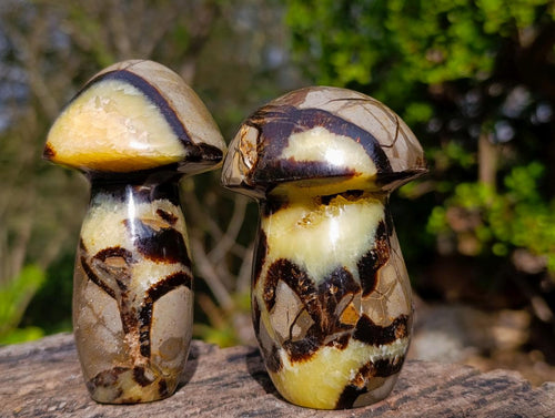 Polished Large Septerye Mushrooms x 6 From Mahajanga, Madagascar - Toprock Gemstones and Minerals 
