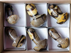 Polished Large Septerye Mushrooms x 6 From Mahajanga, Madagascar - Toprock Gemstones and Minerals 