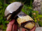 Polished Large Septerye Mushrooms x 6 From Mahajanga, Madagascar - Toprock Gemstones and Minerals 