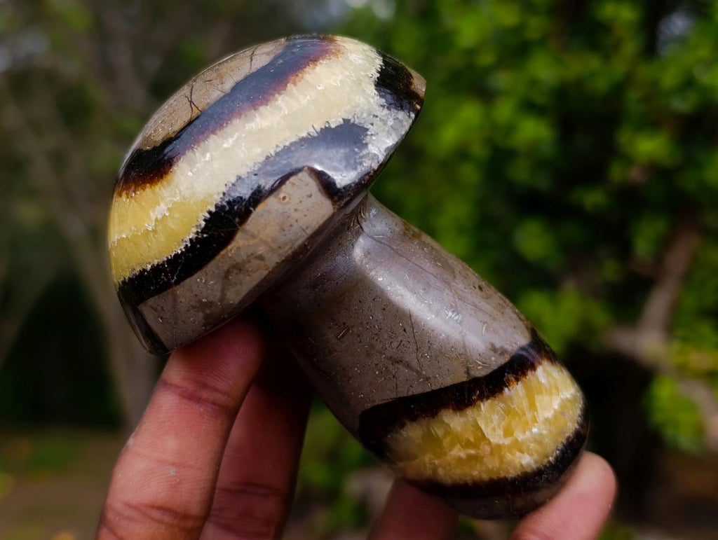 Polished Large Septerye Mushrooms x 6 From Mahajanga, Madagascar - Toprock Gemstones and Minerals 