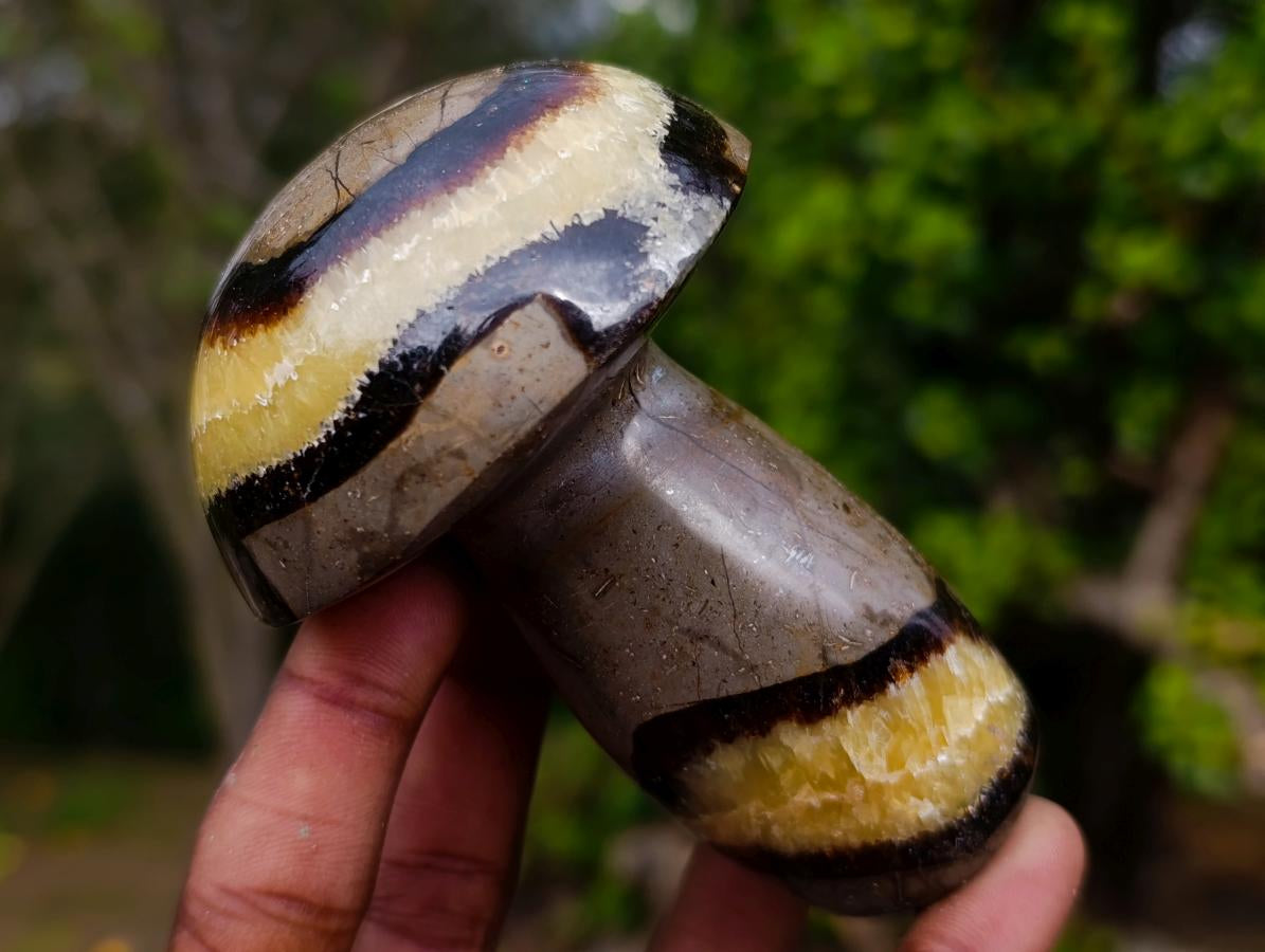 Polished Large Septerye Mushrooms x 6 From Mahajanga, Madagascar - Toprock Gemstones and Minerals 