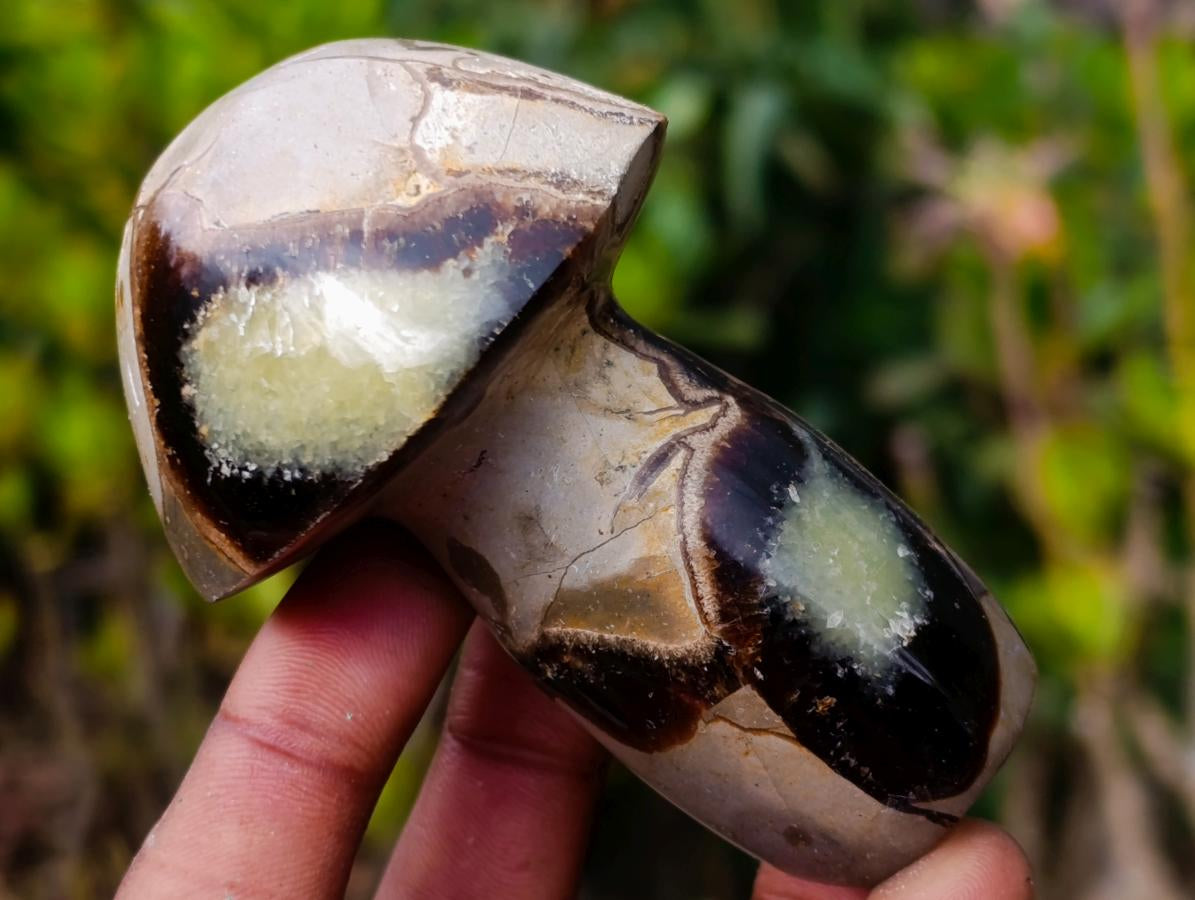 Polished Large Septerye Mushrooms x 6 From Mahajanga, Madagascar - Toprock Gemstones and Minerals 