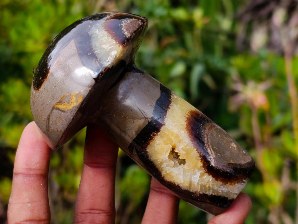 Polished Large Septerye Mushrooms x 6 From Mahajanga, Madagascar - Toprock Gemstones and Minerals 