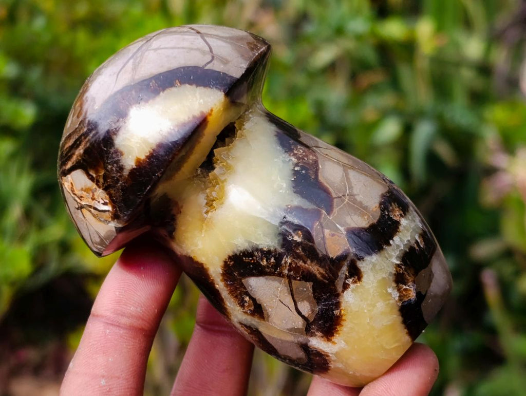 Polished Large Septerye Mushrooms x 6 From Mahajanga, Madagascar - Toprock Gemstones and Minerals 