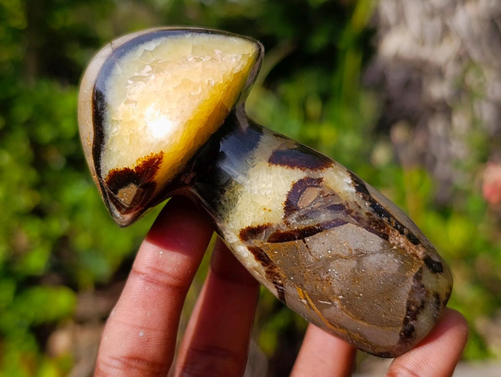 Polished Large Septerye Mushrooms x 6 From Mahajanga, Madagascar - Toprock Gemstones and Minerals 