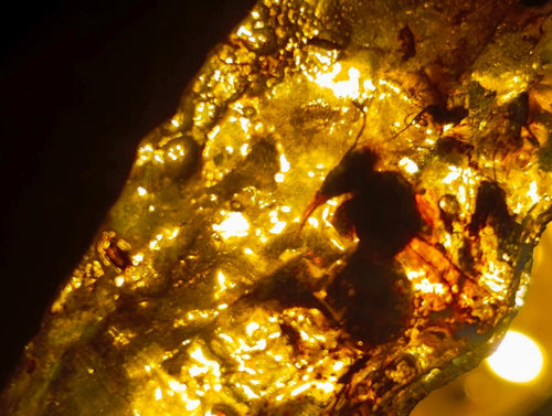 Natural Copal Amber Specimens with Insect and Plant Inclusions x 35 From Lemur Island, Madagascar - Toprock Gemstones and Minerals 