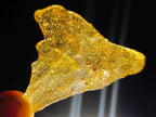 Natural Copal Amber Specimens with Insect and Plant Inclusions x 35 From Lemur Island, Madagascar - Toprock Gemstones and Minerals 