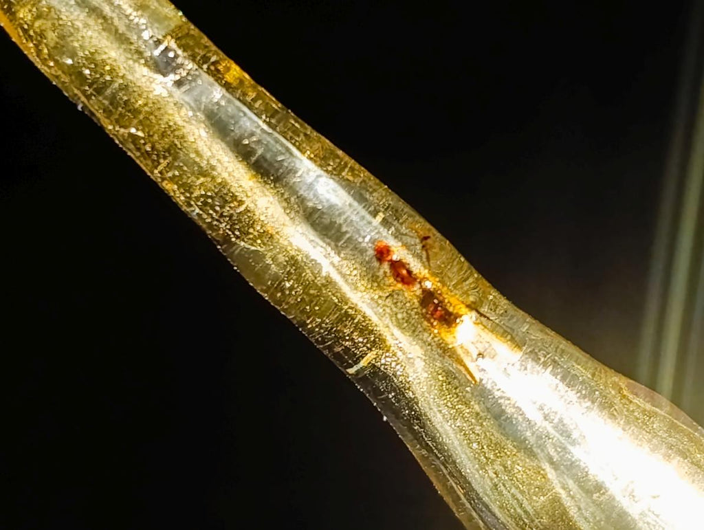 Natural Copal Amber Specimens with Insect and Plant Inclusions x 35 From Lemur Island, Madagascar - Toprock Gemstones and Minerals 