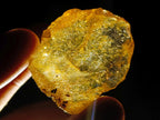 Natural Copal Amber Specimens with Insect and Plant Inclusions x 35 From Lemur Island, Madagascar - Toprock Gemstones and Minerals 