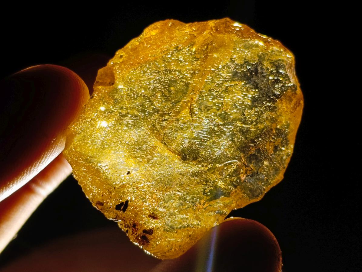 Natural Copal Amber Specimens with Insect and Plant Inclusions x 35 From Lemur Island, Madagascar - Toprock Gemstones and Minerals 