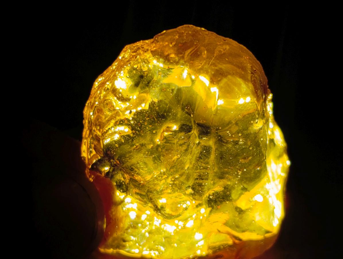 Natural Copal Amber Specimens with Insect and Plant Inclusions x 35 From Lemur Island, Madagascar - Toprock Gemstones and Minerals 