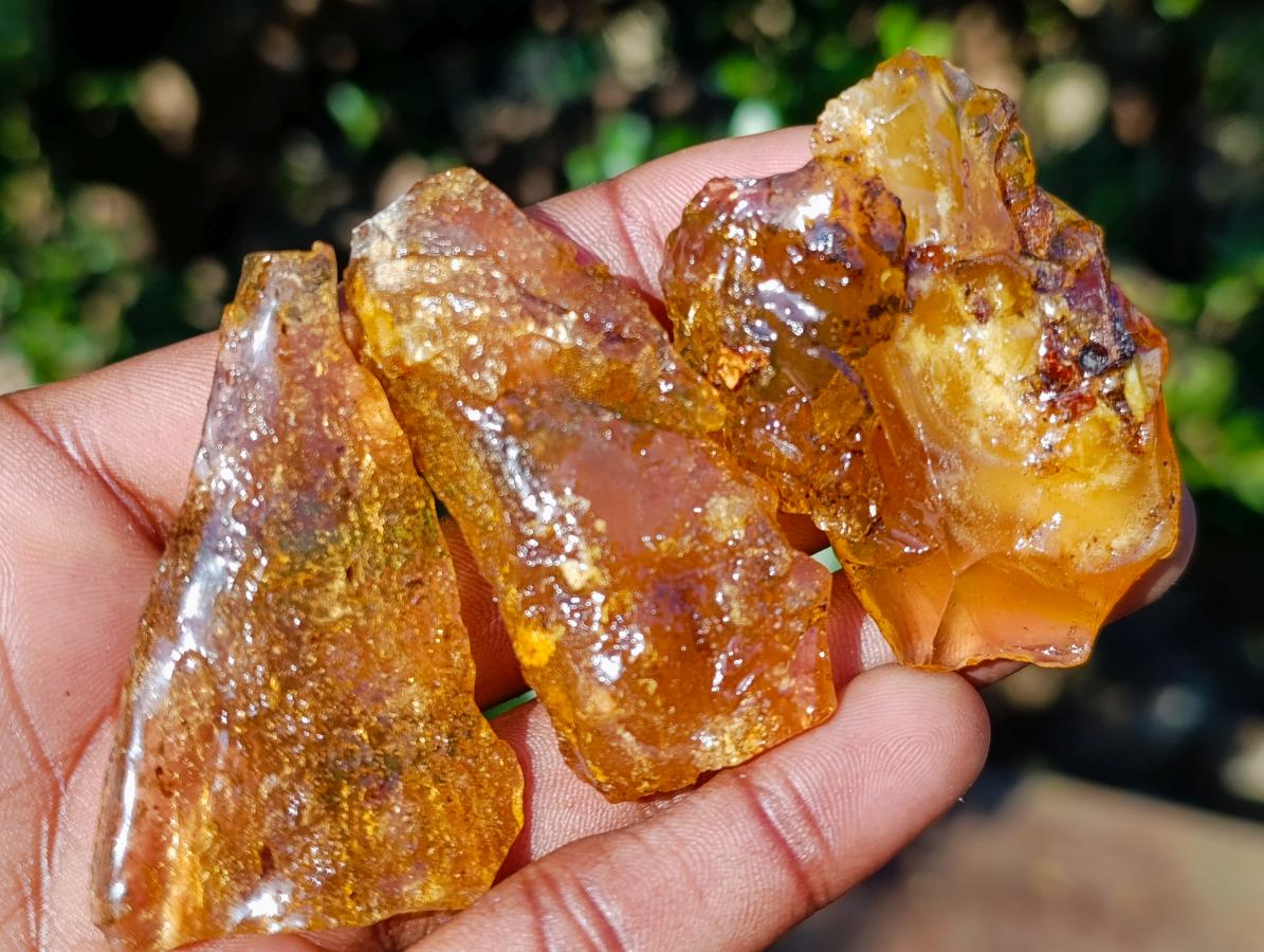 Natural Copal Amber Specimens with Insect and Plant Inclusions x 35 From Lemur Island, Madagascar - Toprock Gemstones and Minerals 