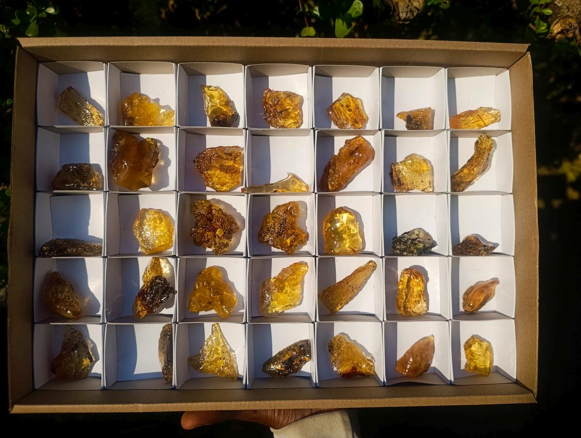 Natural Copal Amber Specimens with Insect and Plant Inclusions x 35 From Lemur Island, Madagascar - Toprock Gemstones and Minerals 
