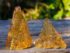 Natural Copal Amber Specimens with Insect and Plant Inclusions x 35 From Lemur Island, Madagascar - Toprock Gemstones and Minerals 