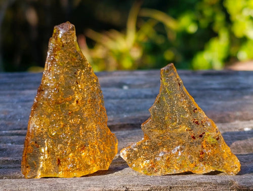 Natural Copal Amber Specimens with Insect and Plant Inclusions x 35 From Lemur Island, Madagascar - Toprock Gemstones and Minerals 