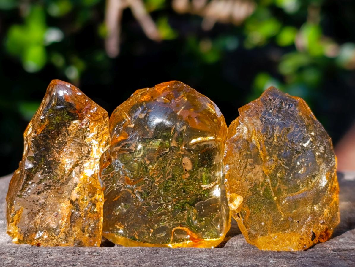 Natural Copal Amber Specimens with Insect and Plant Inclusions x 35 From Lemur Island, Madagascar - Toprock Gemstones and Minerals 