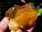 Natural Copal Amber Specimens with Insect and Plant Inclusions x 35 From Lemur Island, Madagascar - Toprock Gemstones and Minerals 