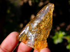 Natural Copal Amber Specimens with Insect and Plant Inclusions x 35 From Lemur Island, Madagascar - Toprock Gemstones and Minerals 