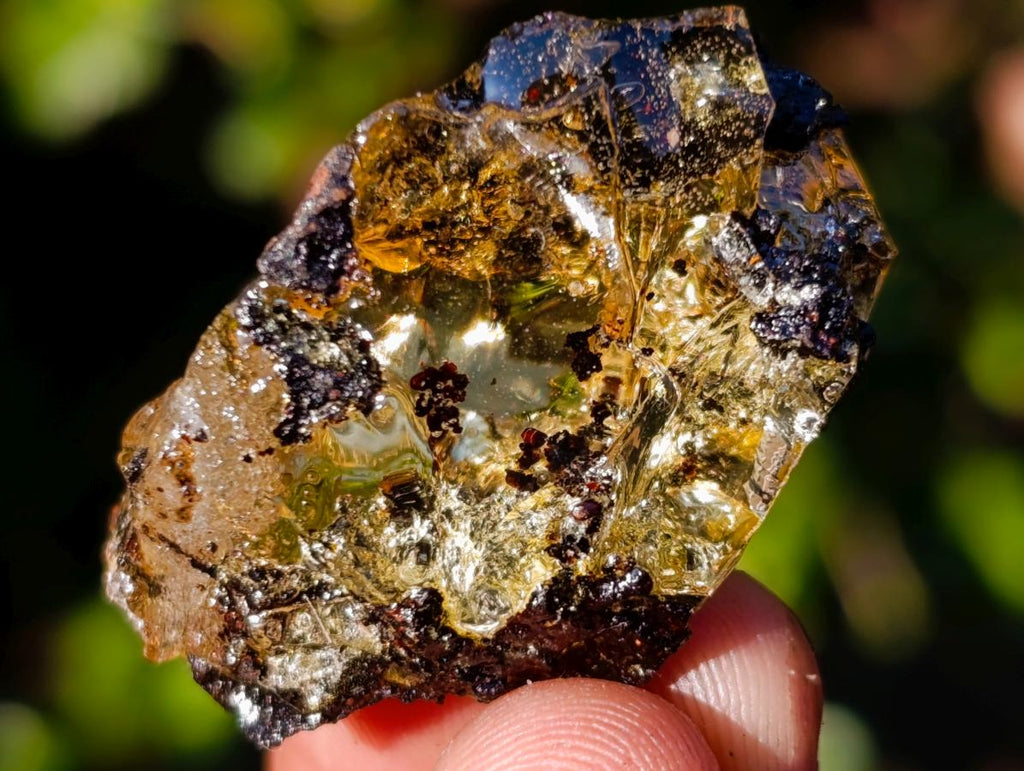 Natural Copal Amber Specimens with Insect and Plant Inclusions x 35 From Lemur Island, Madagascar - Toprock Gemstones and Minerals 