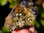 Natural Copal Amber Specimens with Insect and Plant Inclusions x 35 From Lemur Island, Madagascar - Toprock Gemstones and Minerals 
