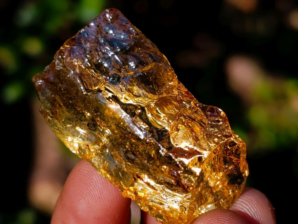 Natural Copal Amber Specimens with Insect and Plant Inclusions x 35 From Lemur Island, Madagascar - Toprock Gemstones and Minerals 