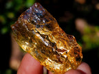 Natural Copal Amber Specimens with Insect and Plant Inclusions x 35 From Lemur Island, Madagascar - Toprock Gemstones and Minerals 