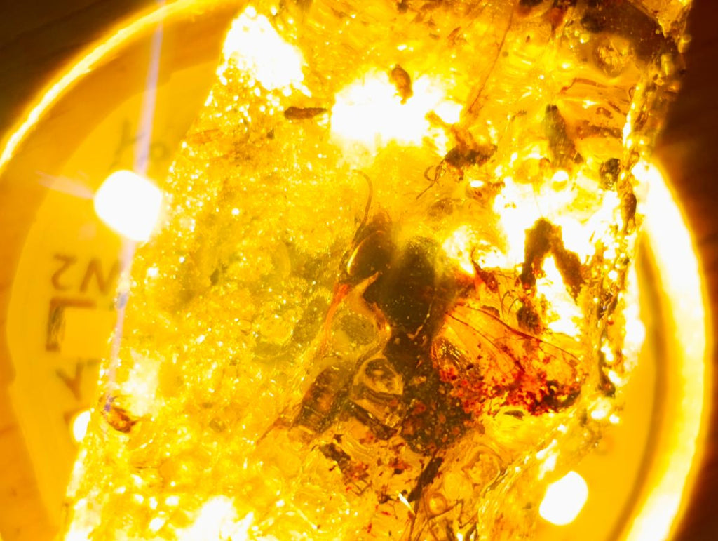 Natural Copal Amber Specimens with Insect and Plant Inclusions x 35 From Lemur Island, Madagascar - Toprock Gemstones and Minerals 
