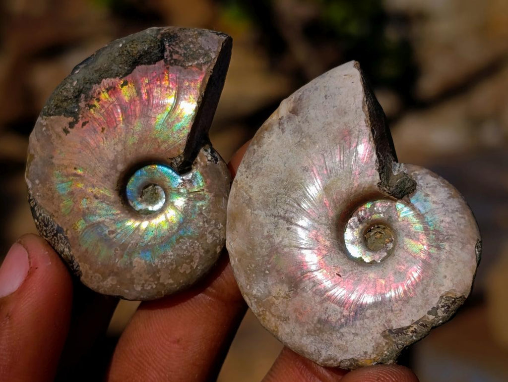 Natural Mini Iridescent Cleoniceras Ammonite Fossils x 35 From Tulear, Madagascar - Toprock Gemstones and Minerals 