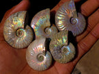 Natural Mini Iridescent Cleoniceras Ammonite Fossils x 35 From Tulear, Madagascar - Toprock Gemstones and Minerals 