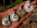 Natural Mini Iridescent Cleoniceras Ammonite Fossils x 35 From Tulear, Madagascar - Toprock Gemstones and Minerals 