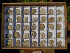 Natural Mini Iridescent Cleoniceras Ammonite Fossils x 35 From Tulear, Madagascar - Toprock Gemstones and Minerals 