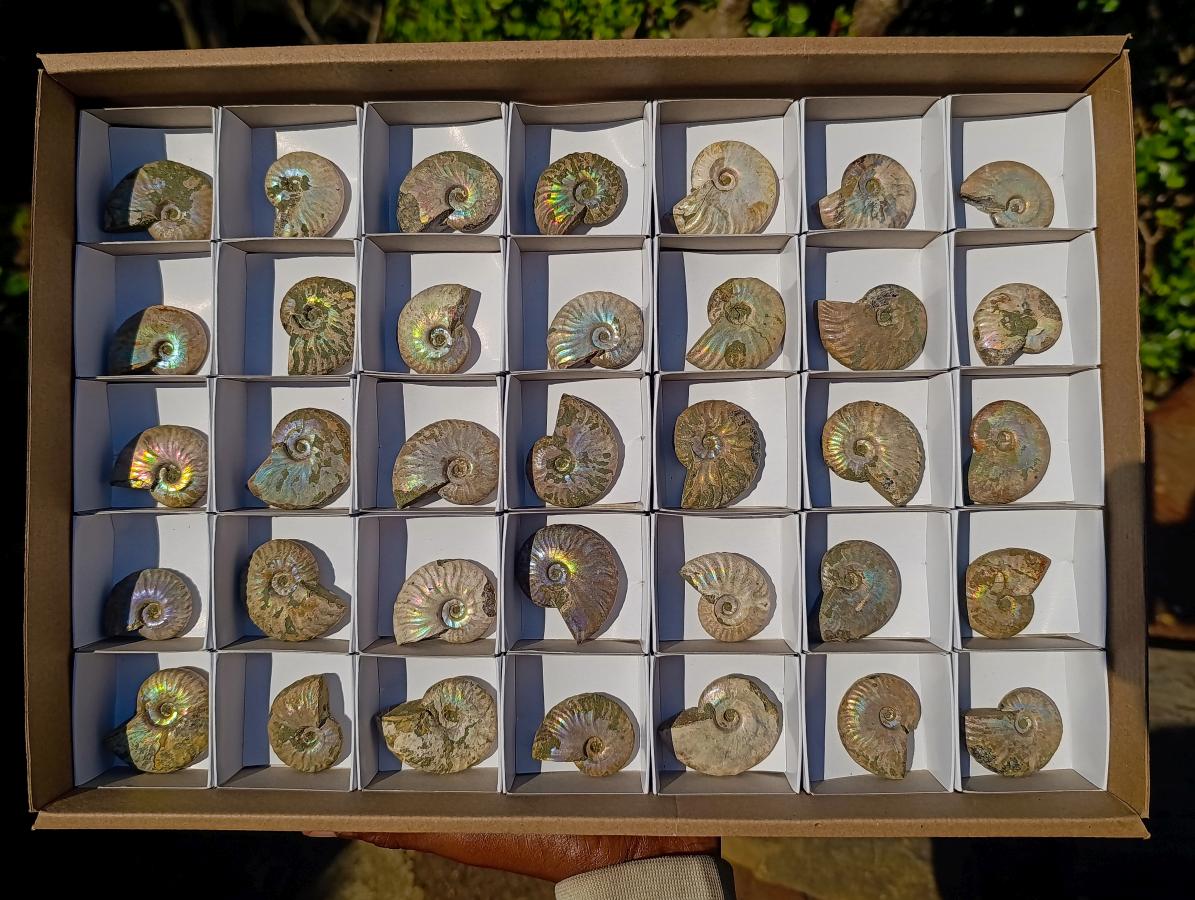 Natural Mini Iridescent Cleoniceras Ammonite Fossils x 35 From Tulear, Madagascar - Toprock Gemstones and Minerals 