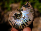 Natural Mini Iridescent Cleoniceras Ammonite Fossils x 35 From Tulear, Madagascar - Toprock Gemstones and Minerals 