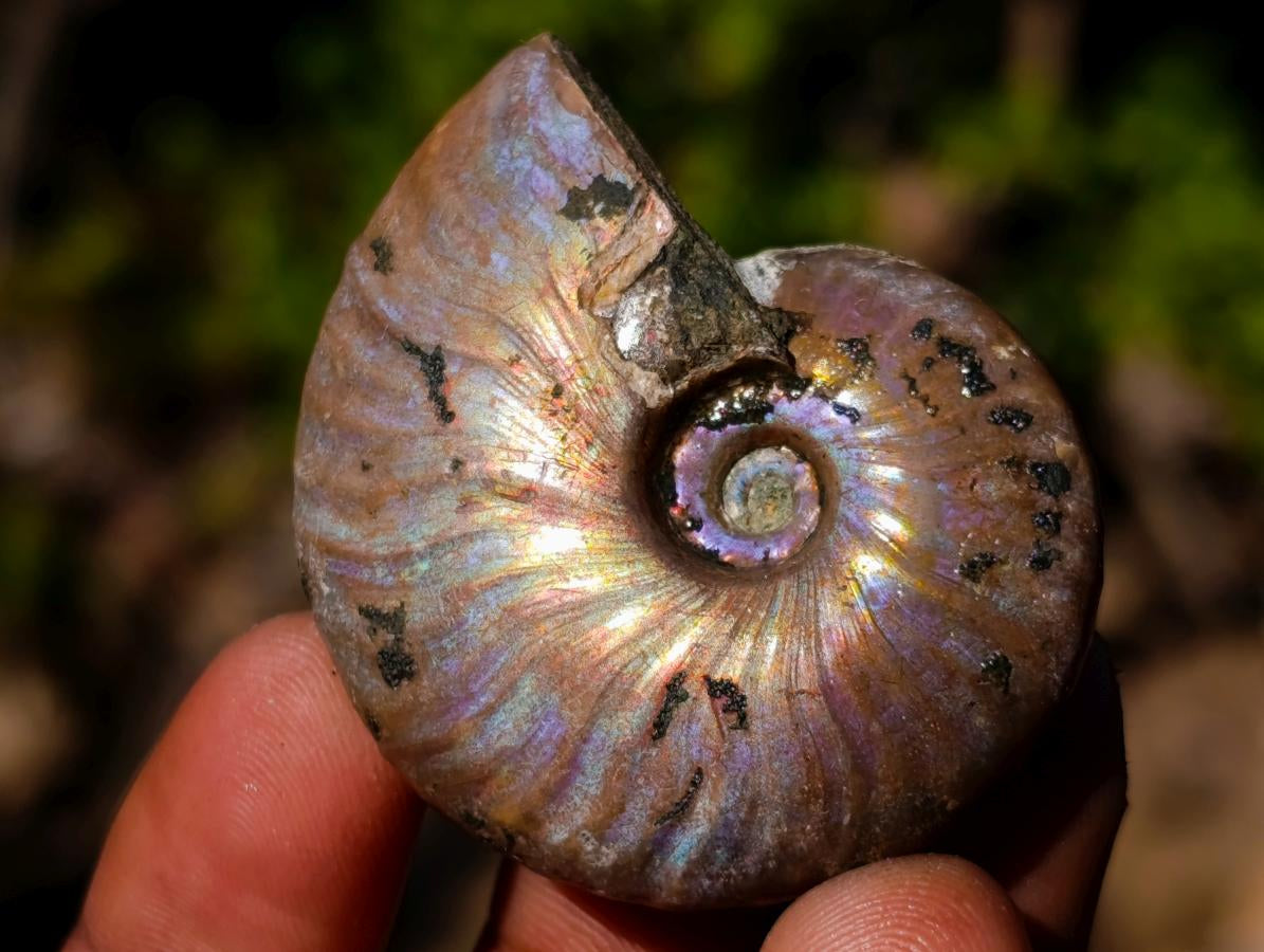 Natural Mini Iridescent Cleoniceras Ammonite Fossils x 35 From Tulear, Madagascar - Toprock Gemstones and Minerals 