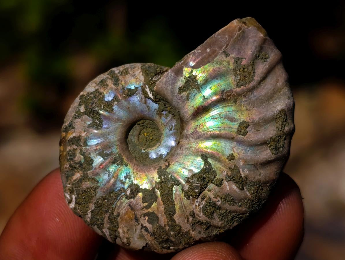 Natural Mini Iridescent Cleoniceras Ammonite Fossils x 35 From Tulear, Madagascar - Toprock Gemstones and Minerals 