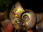 Natural Mini Iridescent Cleoniceras Ammonite Fossils x 35 From Tulear, Madagascar - Toprock Gemstones and Minerals 